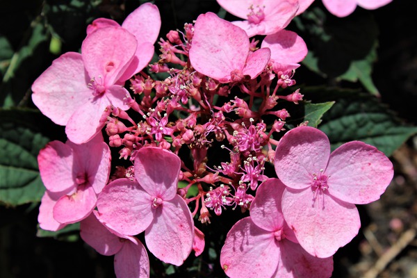 Kleinwüchsige Tellerhortensie 'Koreana' mit rosa Blüten Kleinwüchsige Tellerhortensie 'Koreana' mit rosa Blüten