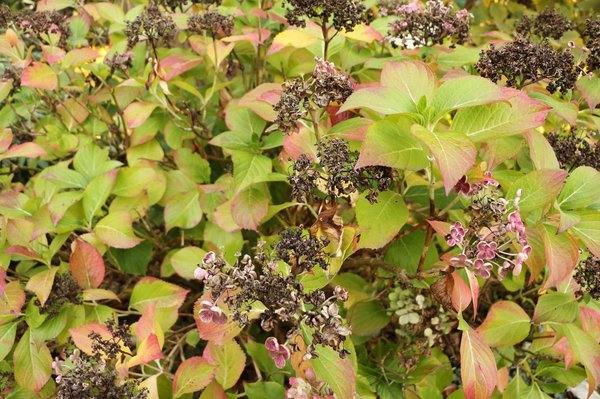 Hortensie - verblüht im Herbst