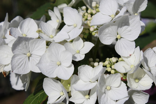 Hortensie, Tellerhortensie 'Libelle' reinweisse Randblüten Hortensie, Tellerhortensie 'Libelle' reinweisse Randblüten