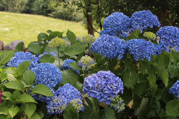 Bauerngarten-Pflanzen blaue Bauernhortensie Lubera