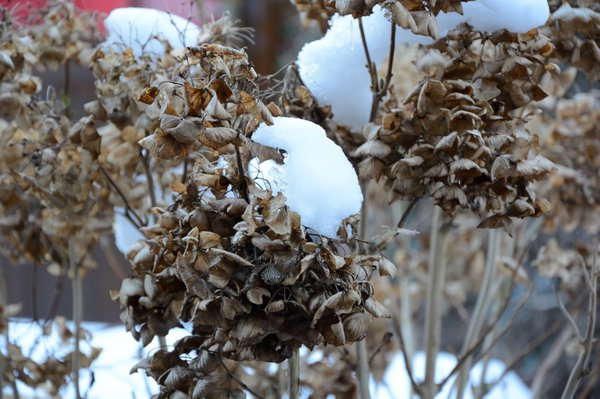 Hortensie - verblüht im Winter