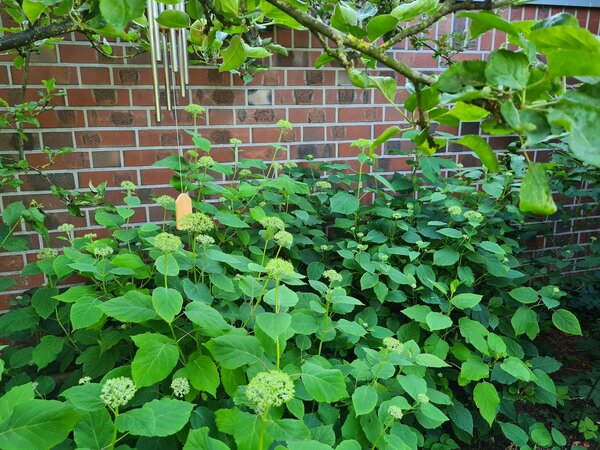 Mein erster Garten, Der Garten im Juni, Hortensie, Rispenhortensie