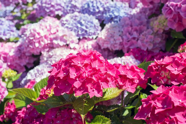 Hortensie im Schatten.