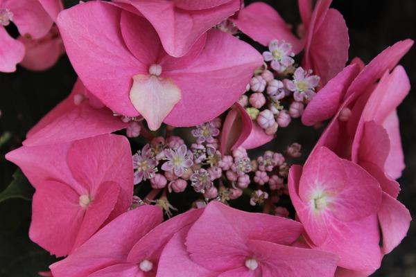 Hydrangea macrophylla 