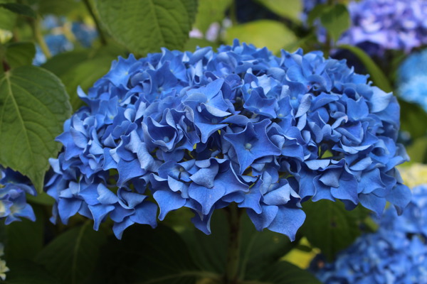 Hydrangea macrophylla ist für Gartenfreunde, die blaue Hortensien Blüten bevorzugen