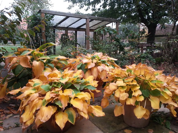 Hosta im Herbst Lubera