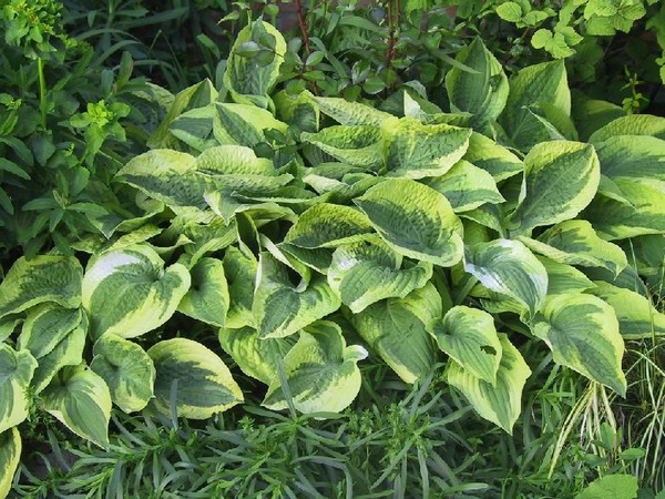 Hosta sieboldiana 'Wide Brim'