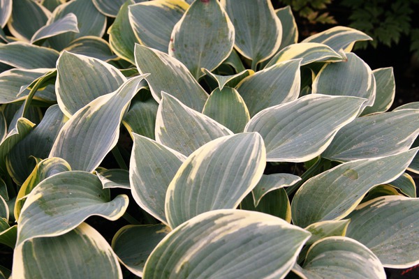 Hosta cultorum First Frost