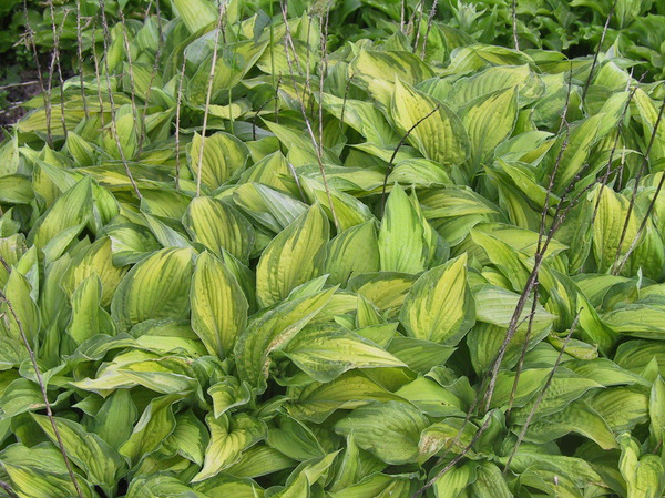 Hosta x fortunei 'Albopicta'