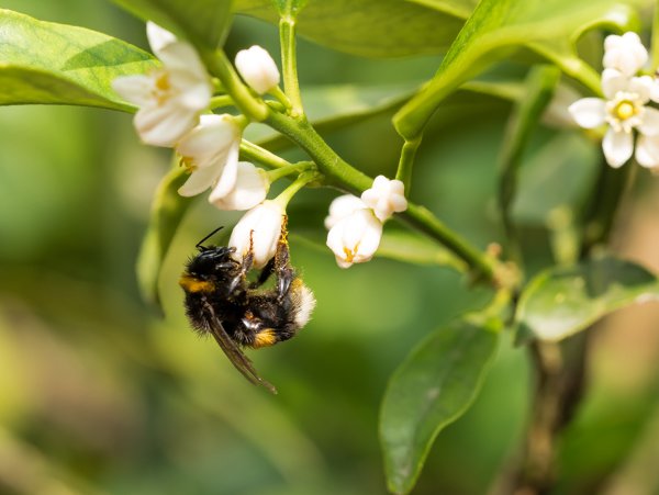 Kumquat blüht regelmässig, wenn sie gut gepflegt wird