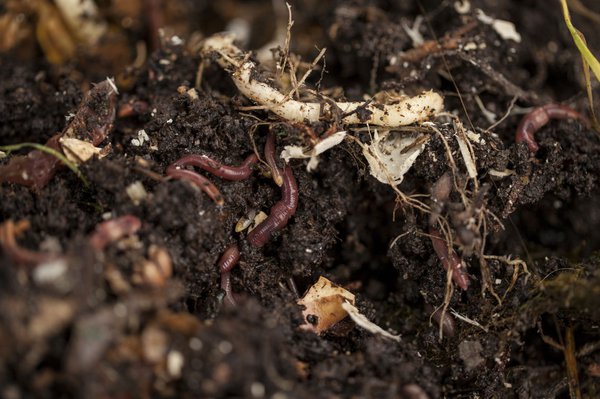 Kompostwürmer kommen von ganz alleine...