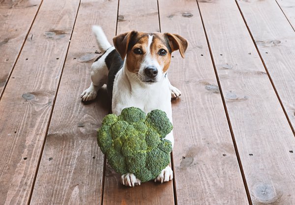 Hunde dürfen gekochten Brokkoli essen