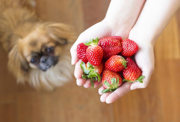 Dürfen Hunde Erdbeeren fressen?
