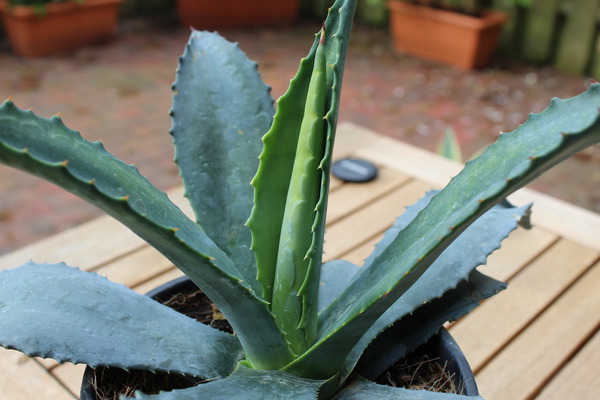 Hundertjhrige Agave