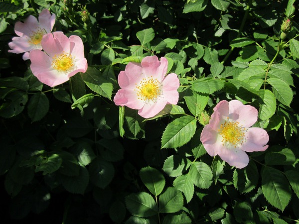 Hagebutten-Rosen, Lubera