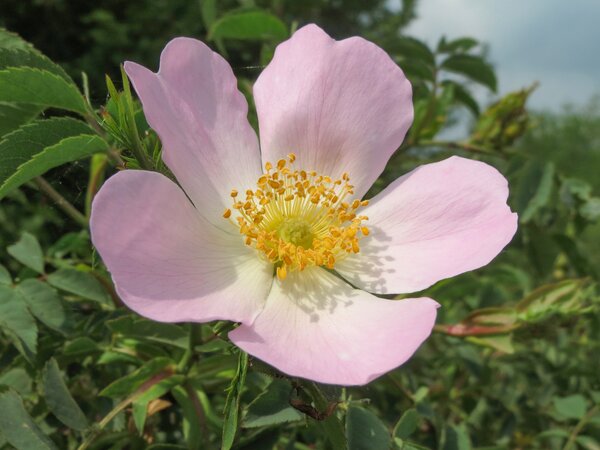 Hundsrose Rosa canina Blüte gross (korr) Hundsrose Rosa canina Blüte gross (korr)