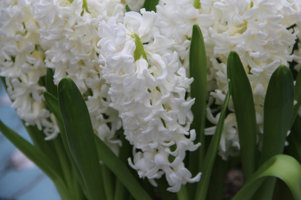 jacinthe à fleurs blanches