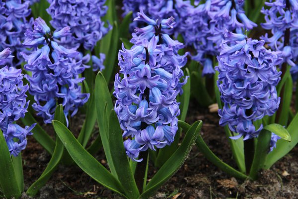 Hyazinthe 'Blue Tango' (Hyacinthus 'Blue Tango'