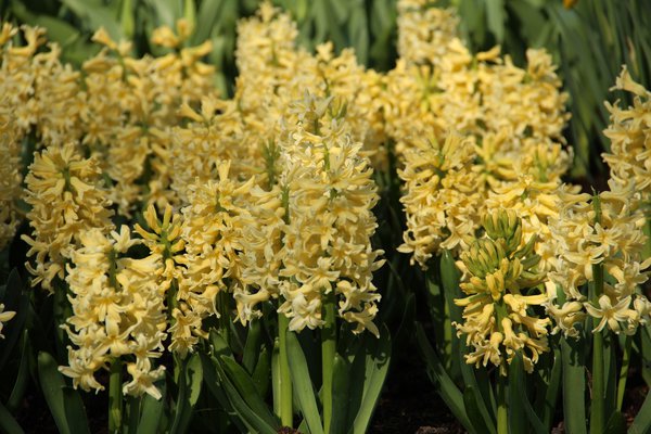 Hyazinthe 'Yellow Queen' (Hyacinthus 'Yellow Queen')