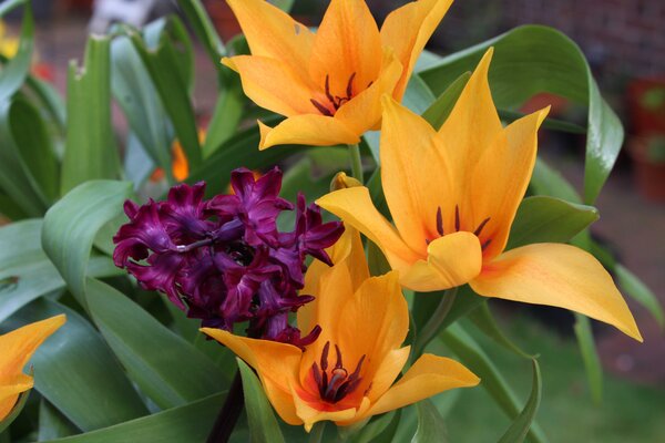 Wildtulpen, Tulipa praestans Shogun 