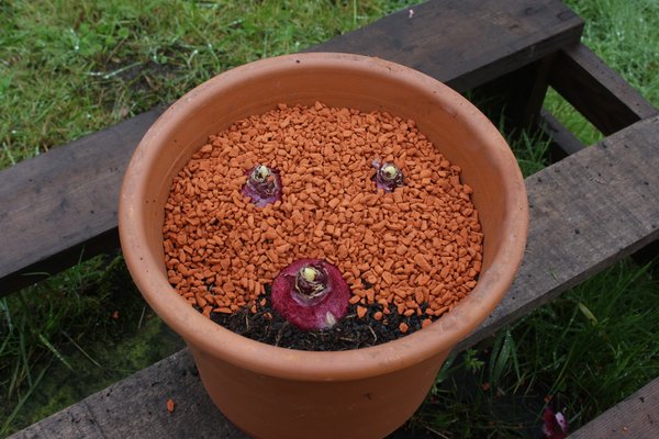 planter des jacinthes en pot