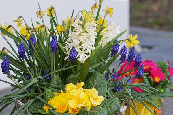  verschiedene Blumenzwiebeln im Topf