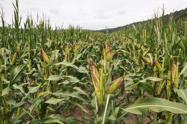 Hybridmais, Zea mays