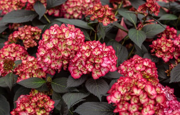 Hydrangea macrophylla Eclipse, Bauernhortensie, Kordes Hydrangea macrophylla Eclipse, Bauernhortensie, Kordes