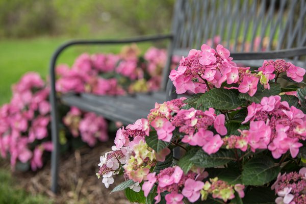 Hortensie Endless Summer 'Pop Star'