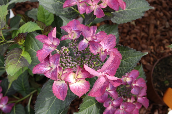 Hydrangea macrophylla 'Dark Angel'