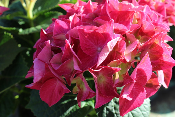 Hydrangea macrophylla 'Everbloom Red Wonder'