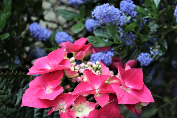 Hydrangea macrophylla 'Kardinal'