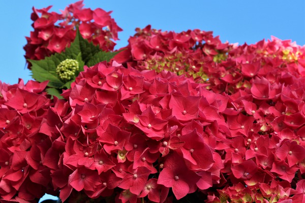 Hydrangea macrophylla 'Leuchtfeuer'