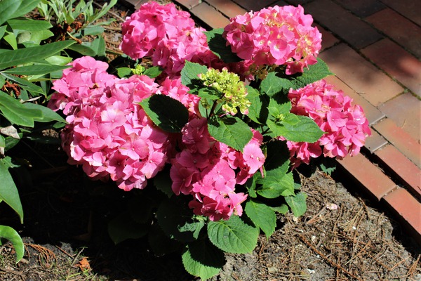 Hydrangea macrophylla 'Rosita'