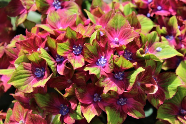 Hydrangea macrophylla 'Schloss Wackerbarth' 