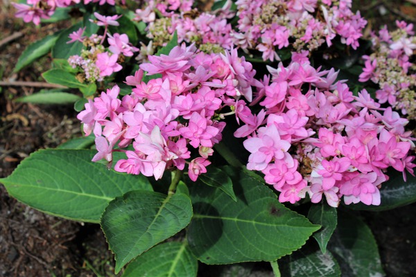 Hydrangea macrophylla 'You & Me Romance'