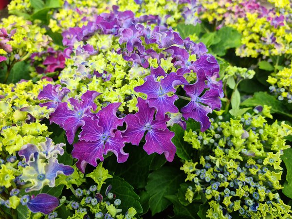 Hortensie, Tellerhortensie 'Curly Sparkle Blue Purple'