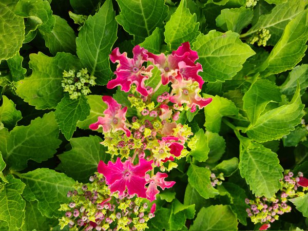 Hortensie, Tellerhortensie 'Curly Sparkle Hot Pink'