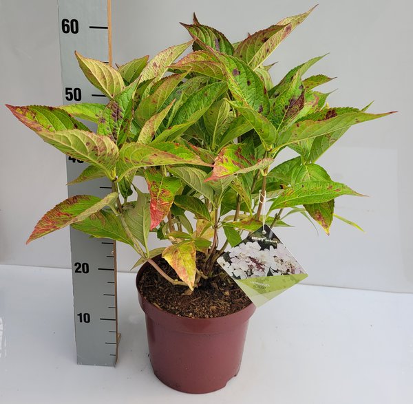 Hortensie, Tellerhortensie 'Cloudi '  XXL Pflanze