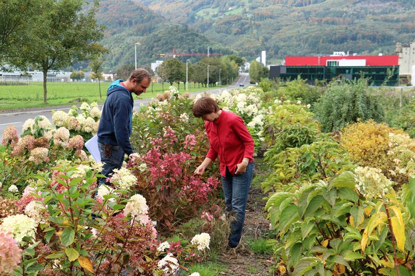 Hydrangea paniculata Züchtung Robert und Magda