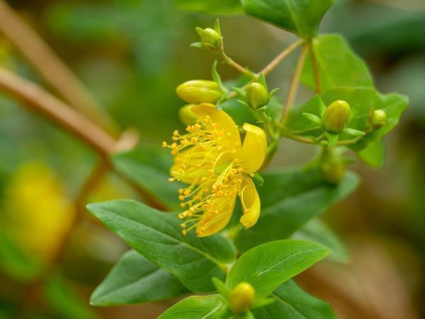 Hypericum grandifolium