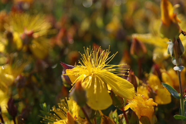 Hypericum polyphyllum 'Grandiflorum'