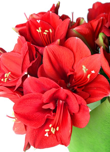 Amaryllis Pflanze mit roten Blüten.