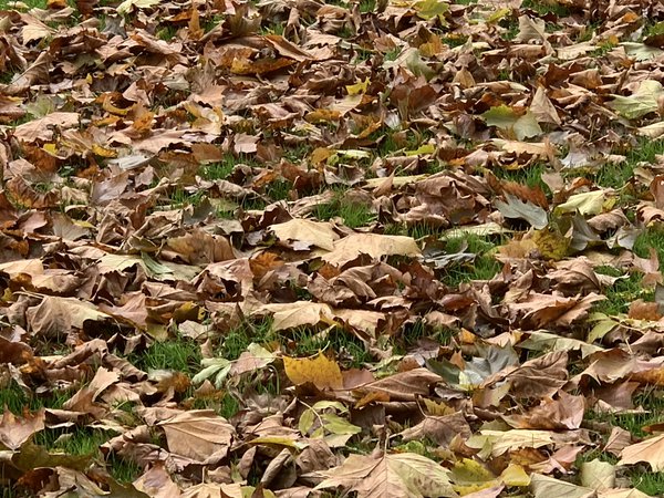 Herbstlaub Lubera