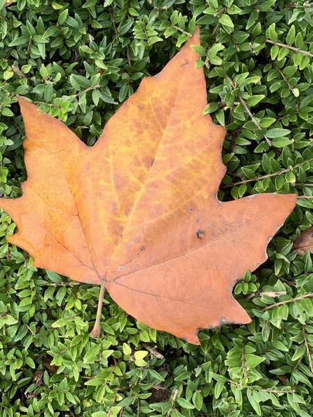 Herbstlaub Lubera