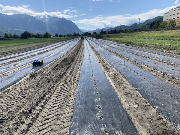 Lubera ZÃ¼chtung SÃ¼sskartoffeln pflanzen Versuchsfeld Buchs Ipomea batatas Mai 22