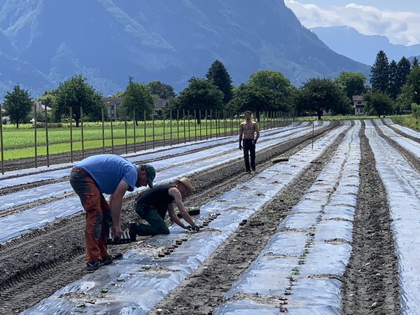 Lubera Züchtung Süsskartoffeln pflanzen Versuchsfeld Buchs Ipomea batatas Mai 22