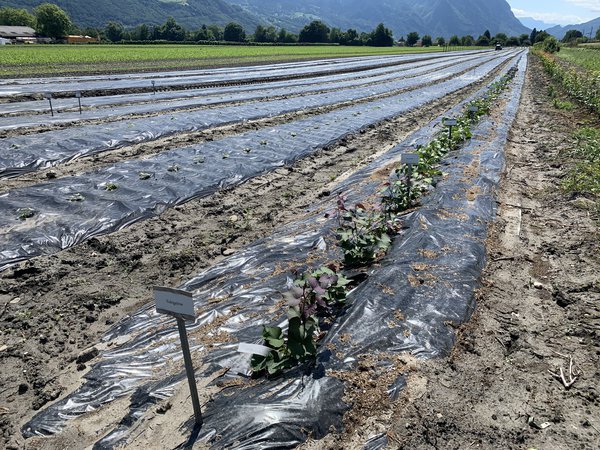Lubera Züchtung Süsskartoffeln pflanzen Versuchsfeld Buchs Ipomea batatas Mai 22