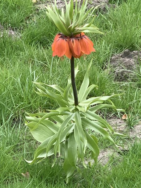 Kaiserkrone Bad Zwischenahn, Fritillaria imperialis