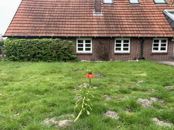 Kaiserkrone Bad Zwischenahn, Fritillaria imperialis